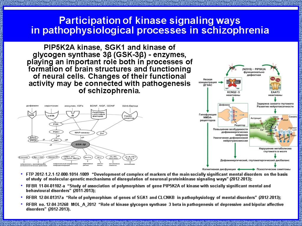 Participation of kinase signaling ways in pathophysiological processes in schizophrenia FTP 2012-1.2.1-12-000-1014-1009 “Development of